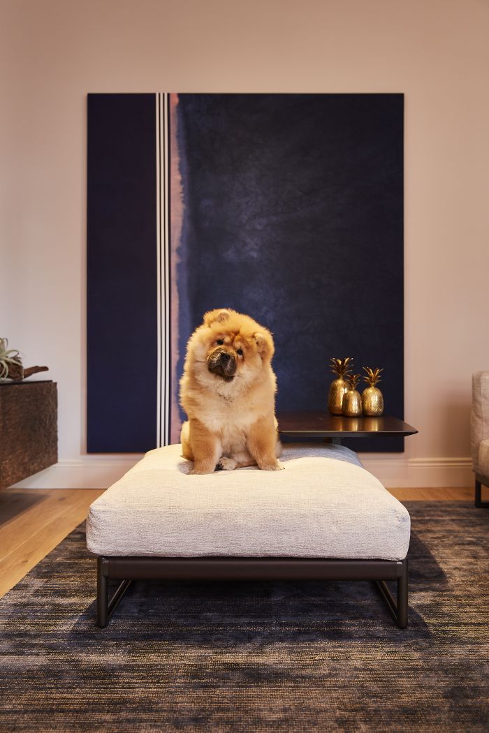 A chow chow puppy sitting on a flexform ottoman in front of large blue artwork. 