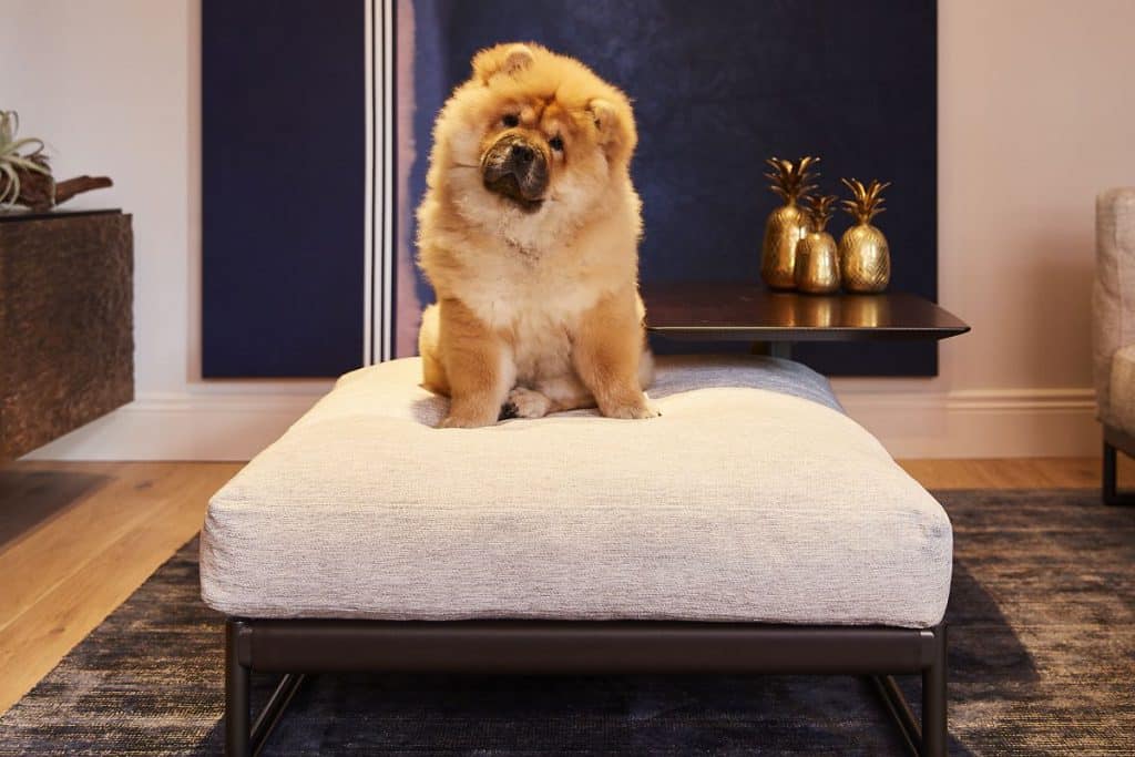 Chow Chow puppy on flexform sofa.